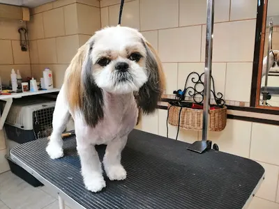 Salon Uroda Pod Psem